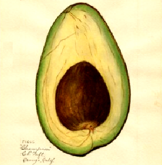 Avocado